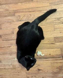 Enlarge Star, a Adoptable Domestic Medium Hair in Noble, OK image 4/4