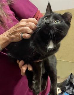 Enlarge Star, a Adoptable Domestic Medium Hair in Noble, OK image 2/4