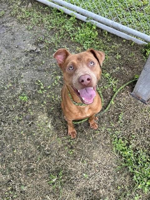 FREYA, Adoptable, Young Female Labrador Retriever & Mixed Breed.