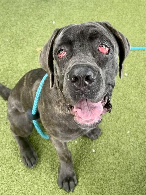BRUCE BRUCE, Adoptable, Young Male Cane Corso.