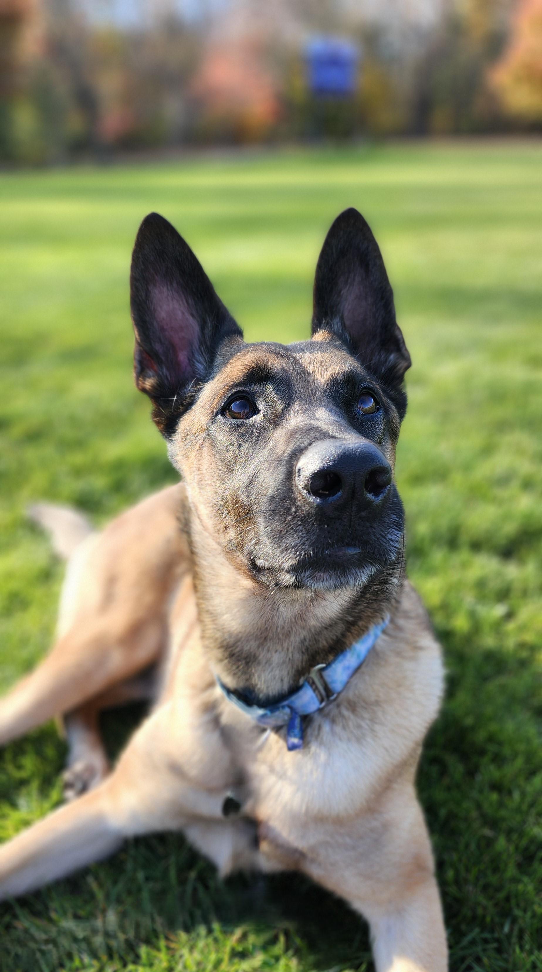 Enlarge Flora, a Adoptable Belgian Shepherd / Malinois in Bridgton, ME image 1/1