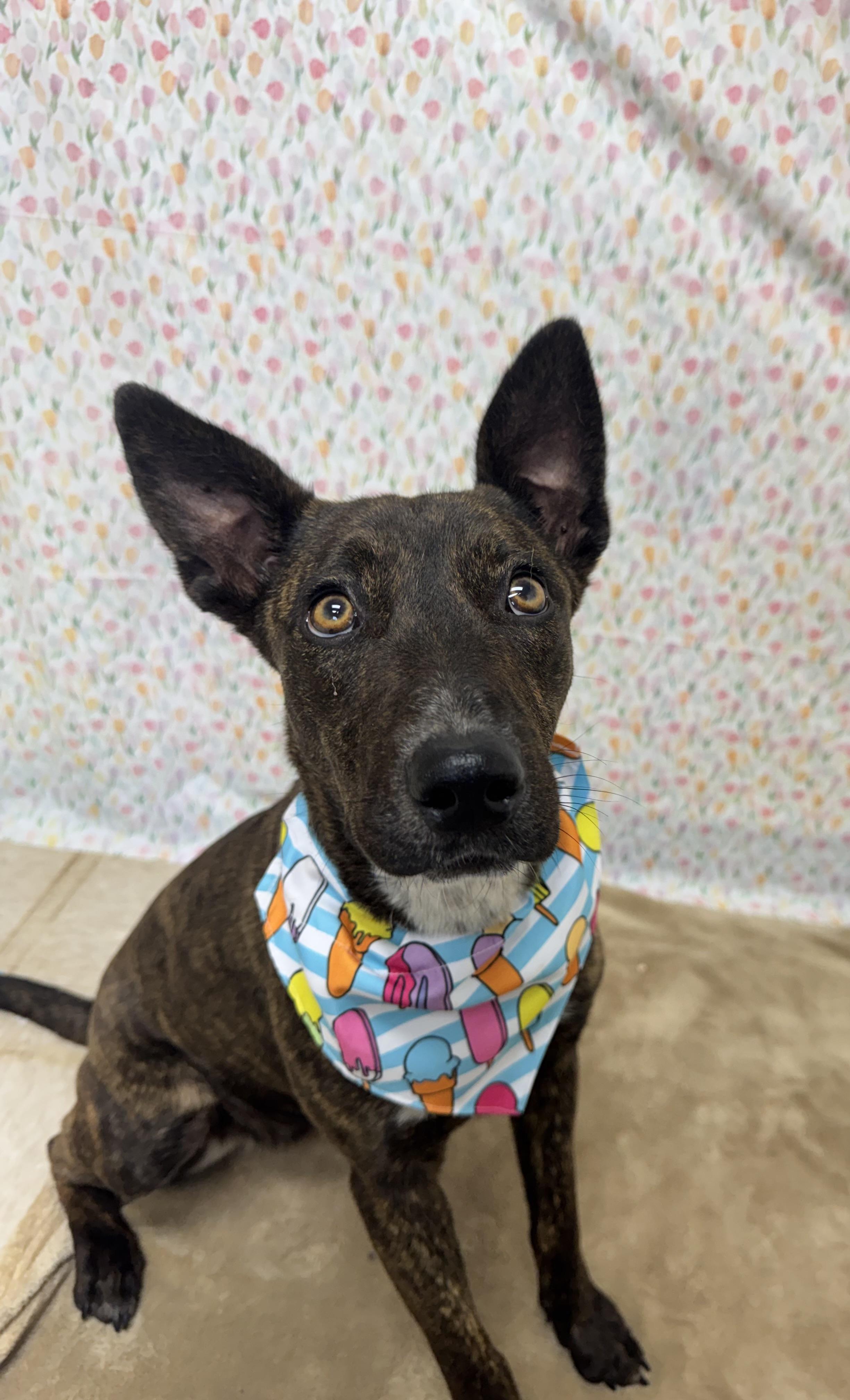 Enlarge Pixel, a Adoptable Mixed Breed in Chickasha, OK image 2/4