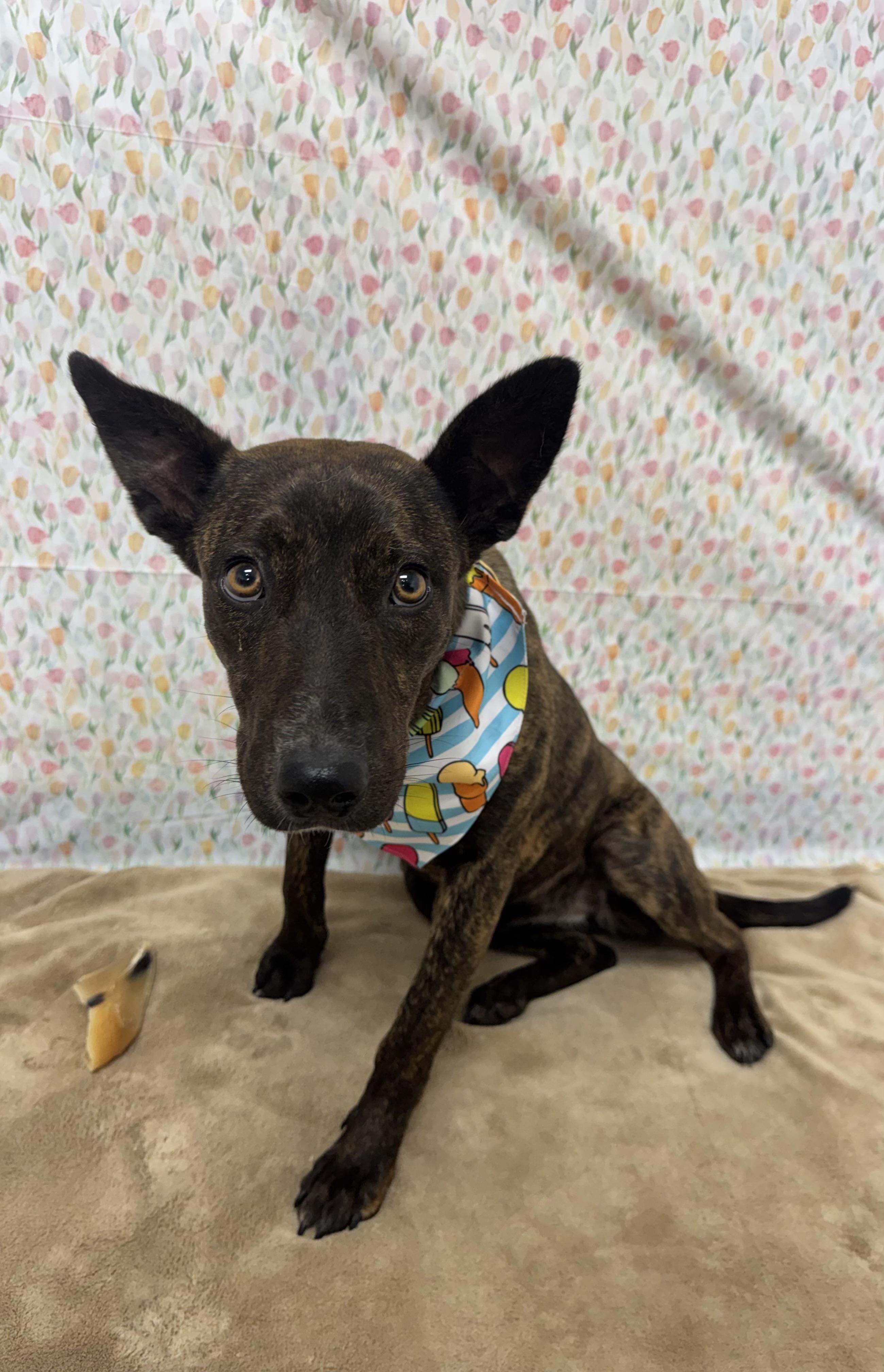 Pixel, Adoptable, Young Female Mixed Breed.
