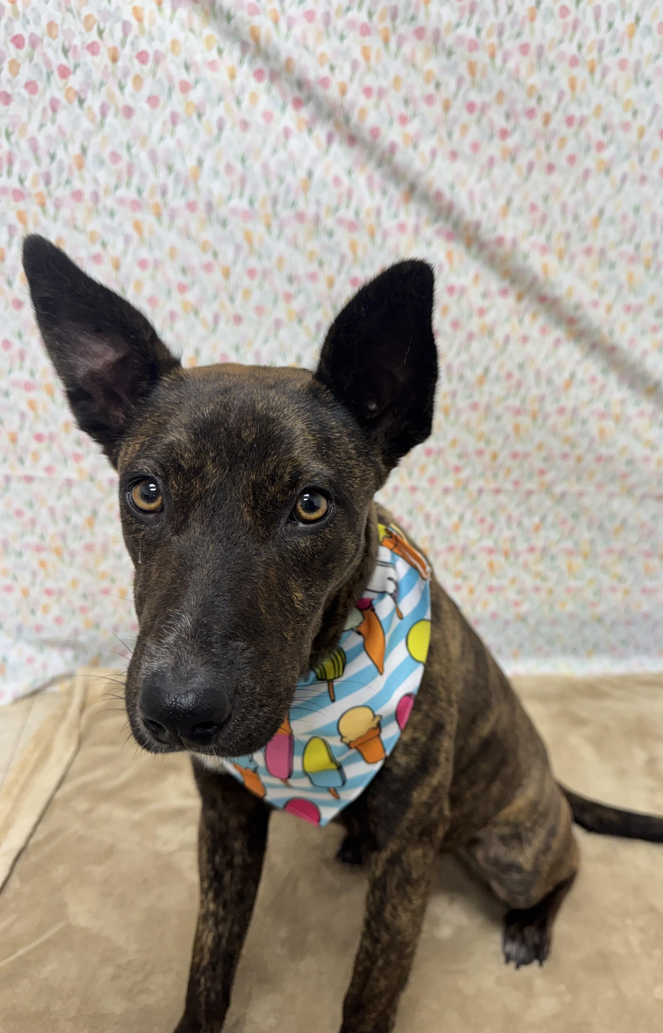 Enlarge Pixel, a Adoptable Mixed Breed in Chickasha, OK image 4/4