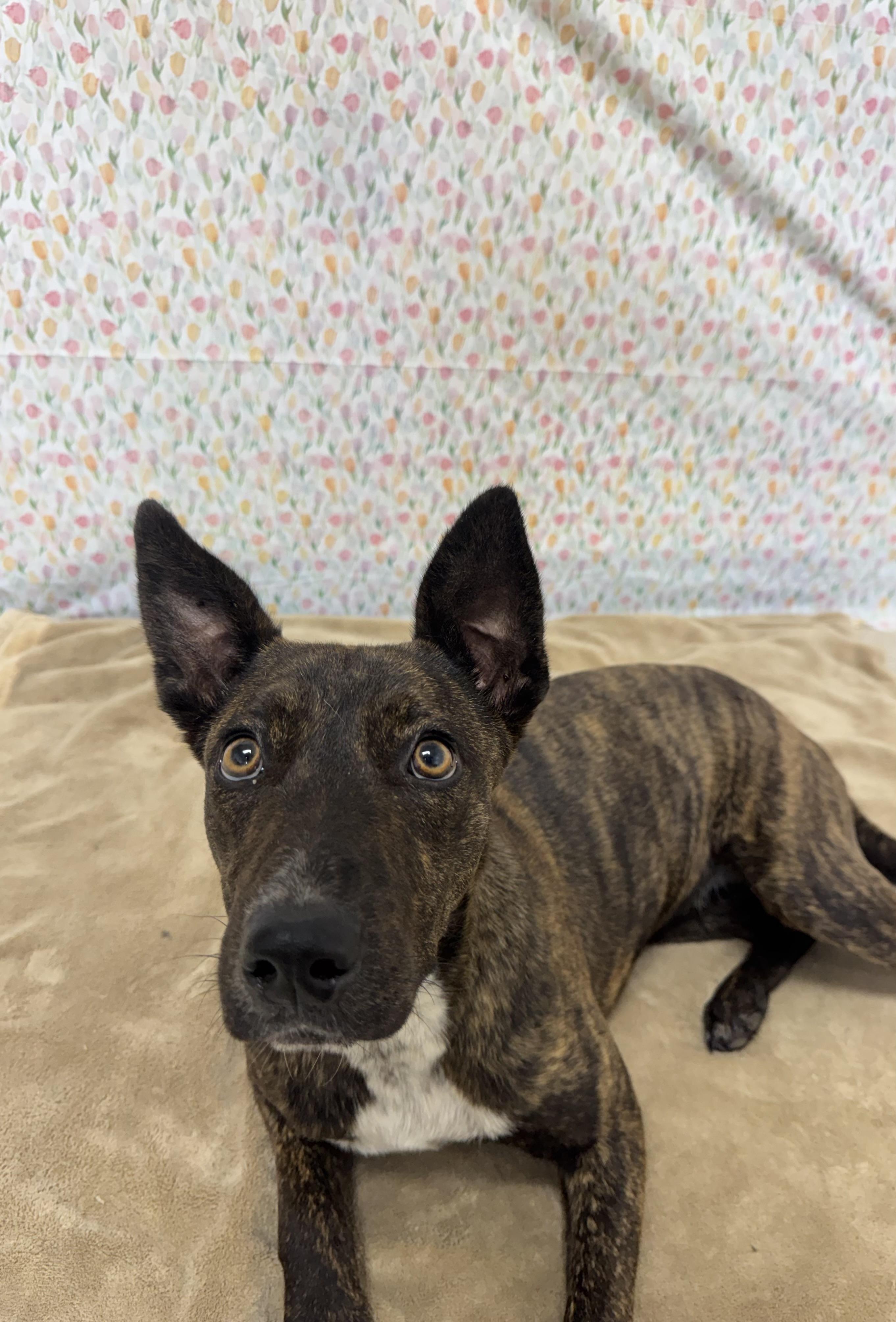 Enlarge Pixel, a Adoptable Mixed Breed in Chickasha, OK image 3/4