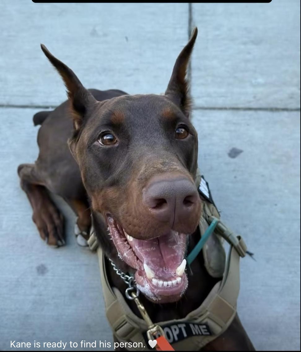 Enlarge Kane, a Adopted Doberman Pinscher in Matthews, NC image 1/1