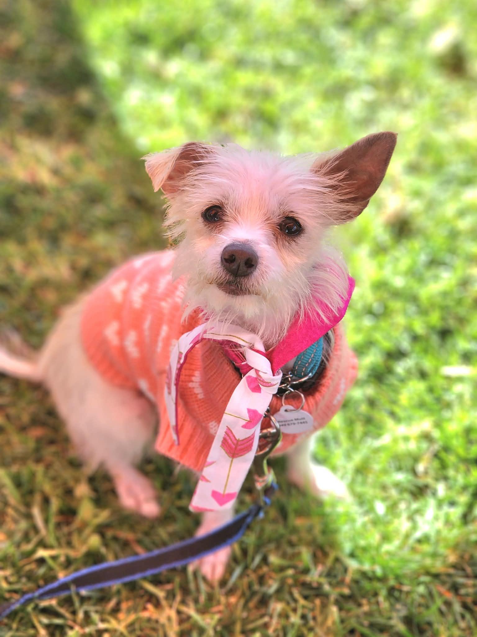 Enlarge Mable, a ADOPTABLE mixed breed in Corona Del Mar, CA image 5/6