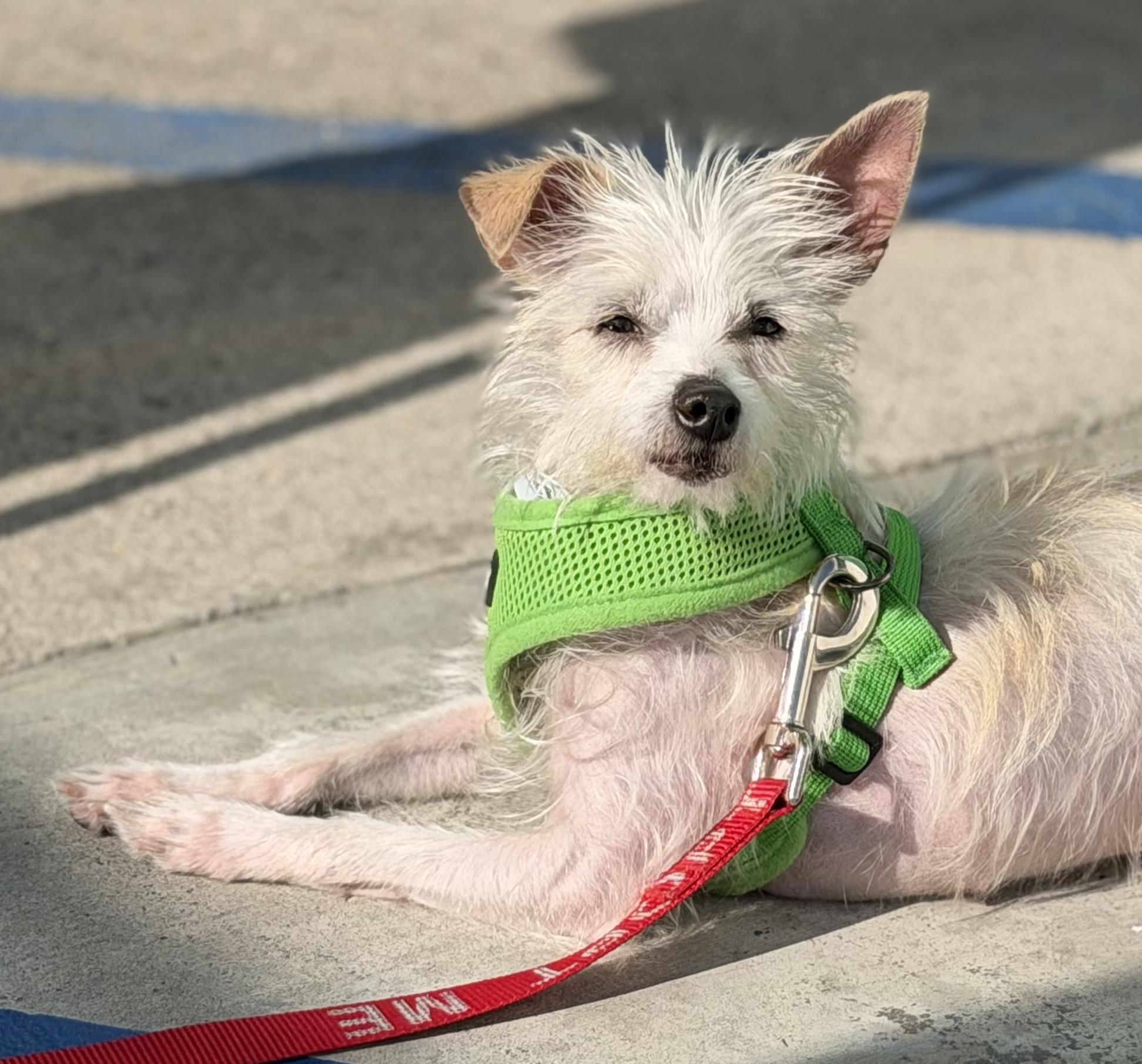 Enlarge Mable, a ADOPTABLE mixed breed in Corona Del Mar, CA image 3/6