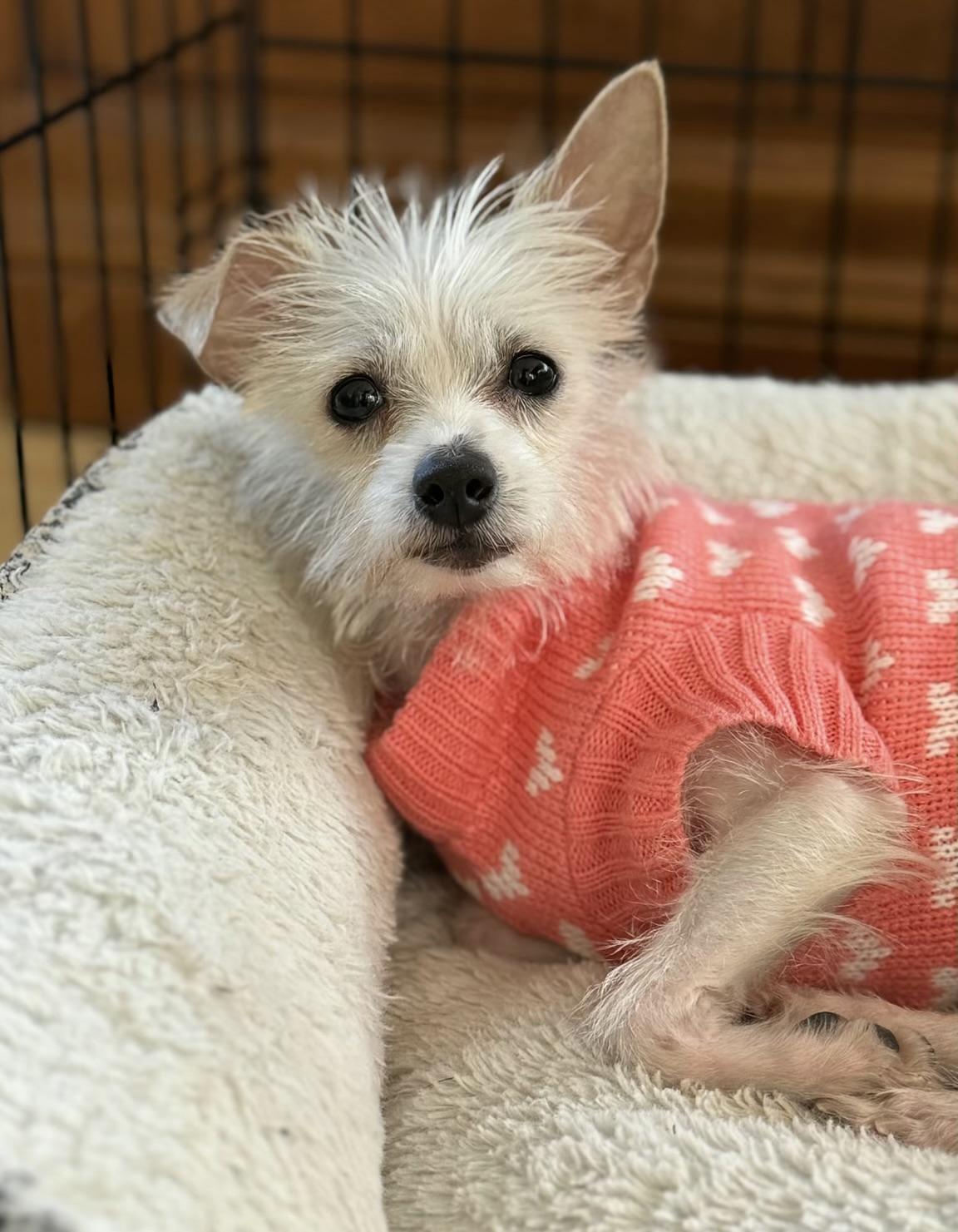 Mable, ADOPTABLE, Adult Female Terrier & Chihuahua.