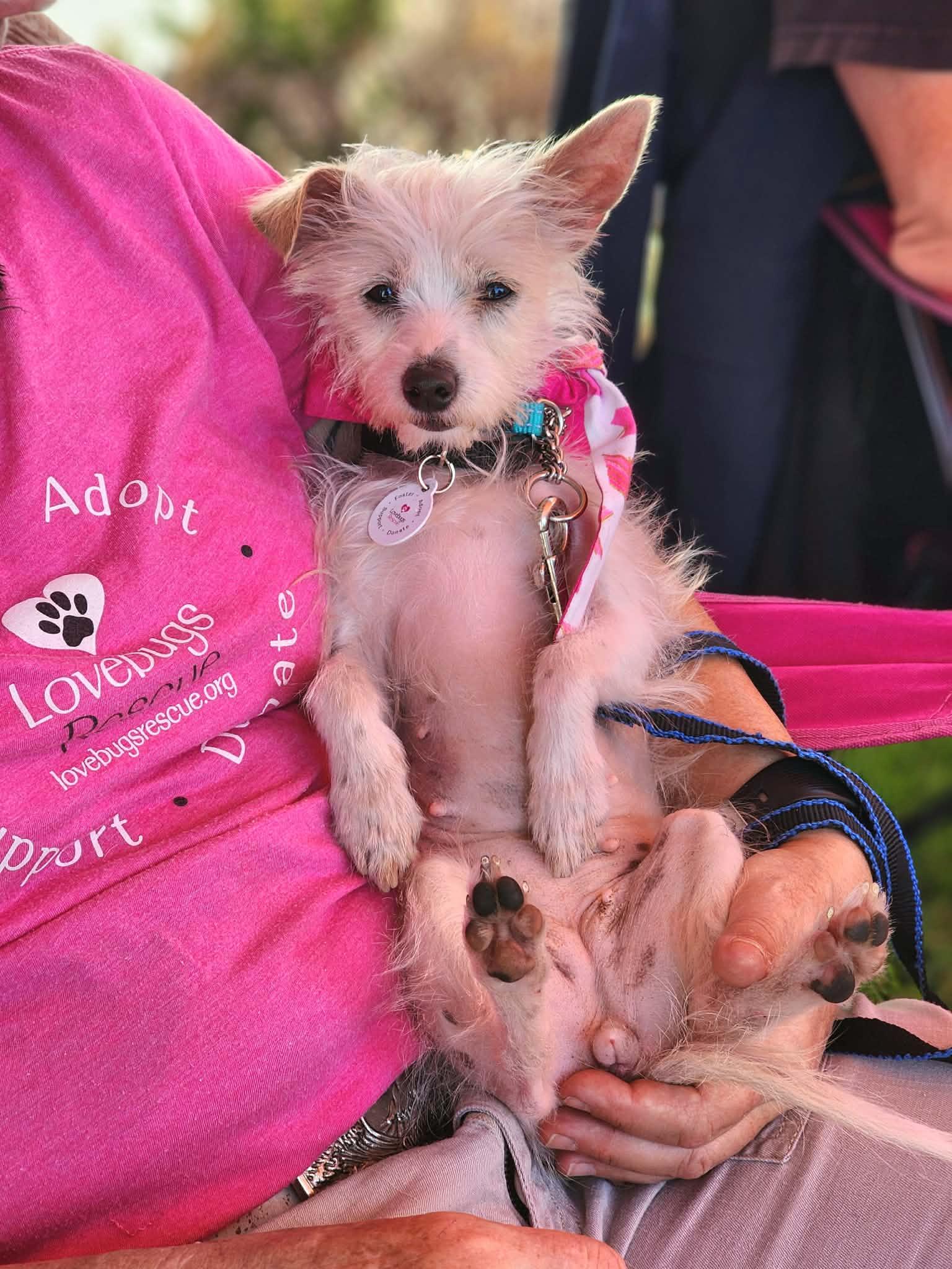 Enlarge Mable, a ADOPTABLE mixed breed in Corona Del Mar, CA image 6/6