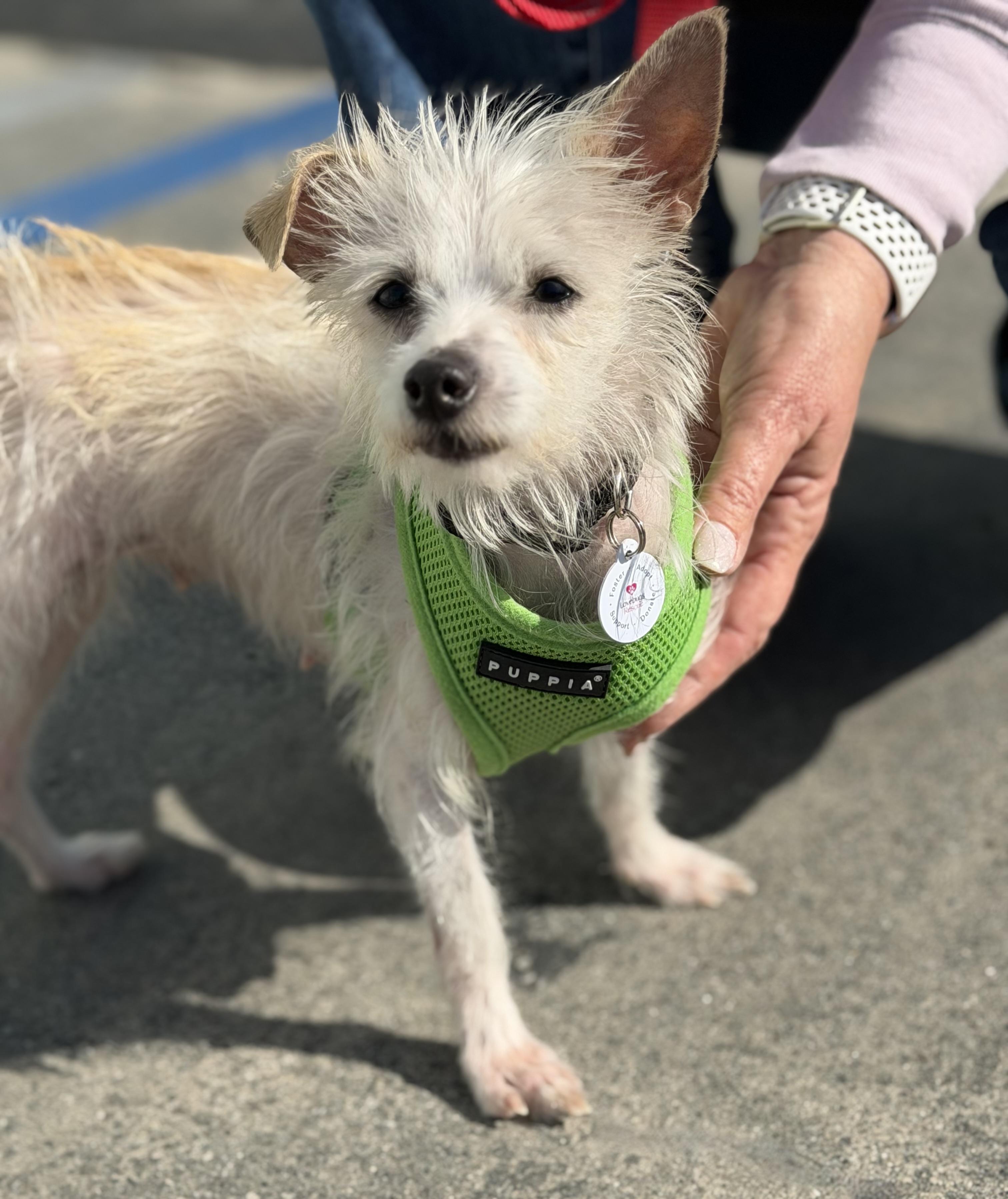 Enlarge Mable, a ADOPTABLE mixed breed in Corona Del Mar, CA image 2/6