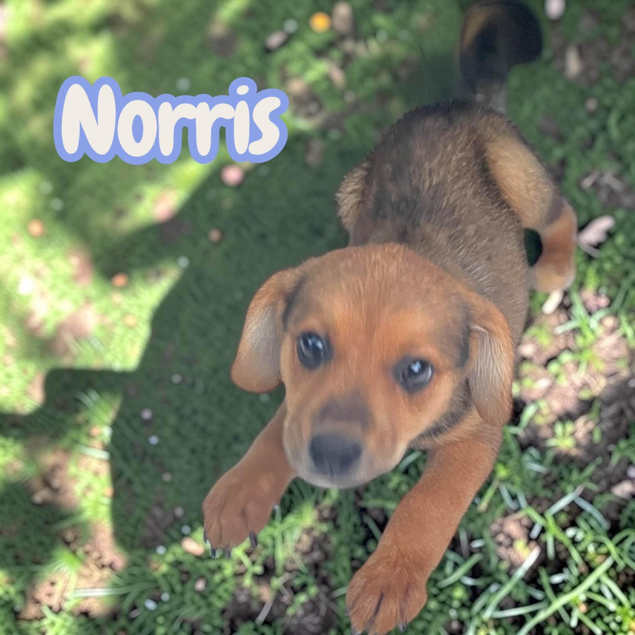 Enlarge Norris - everyone's best friend, sweet, cuddly, adventurous, a Adoptable mixed breed in Greeneville, TN image 2/3