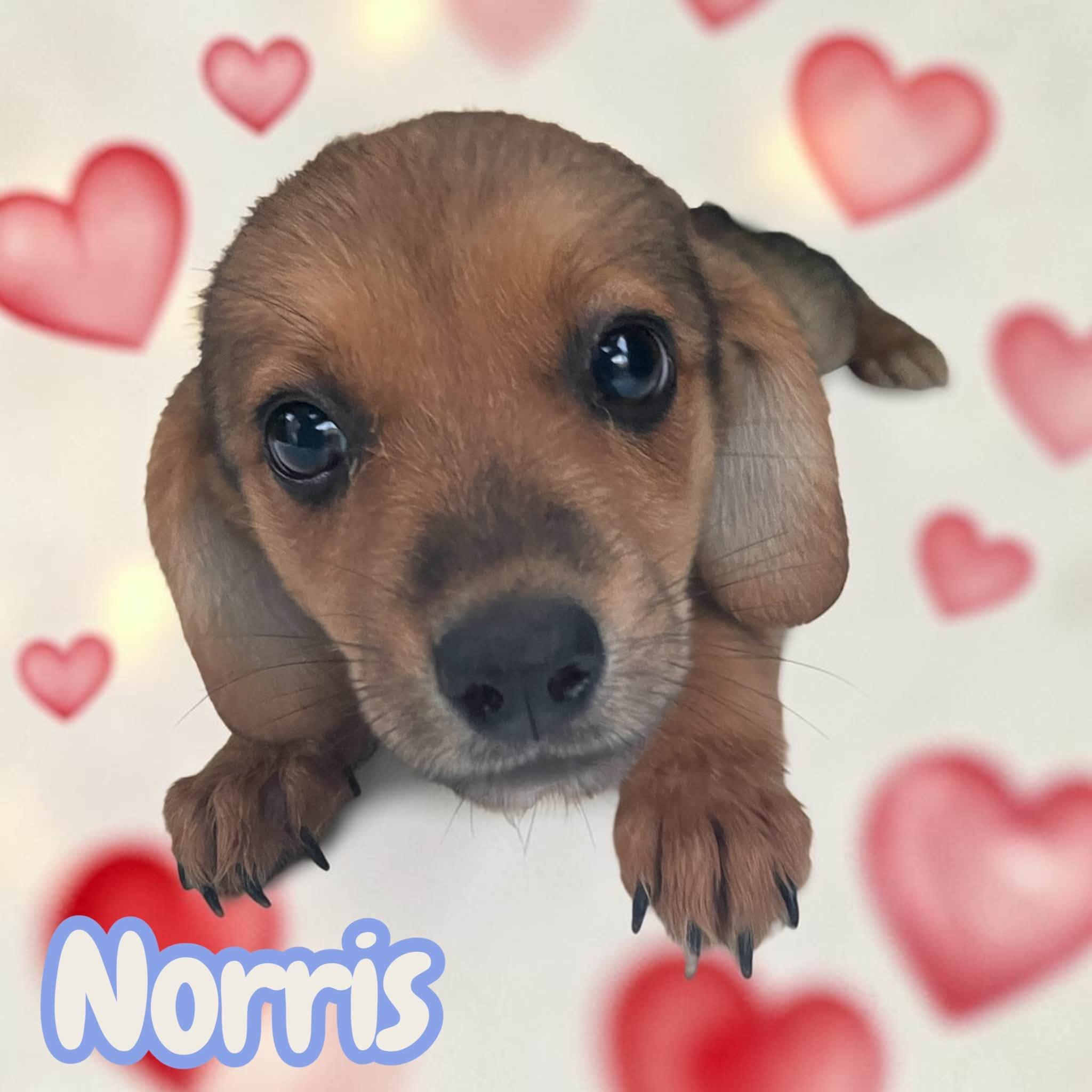 Norris - everyone's best friend, sweet, cuddly, adventurous, Adoptable, Puppy Male Beagle & Labrador Retriever.