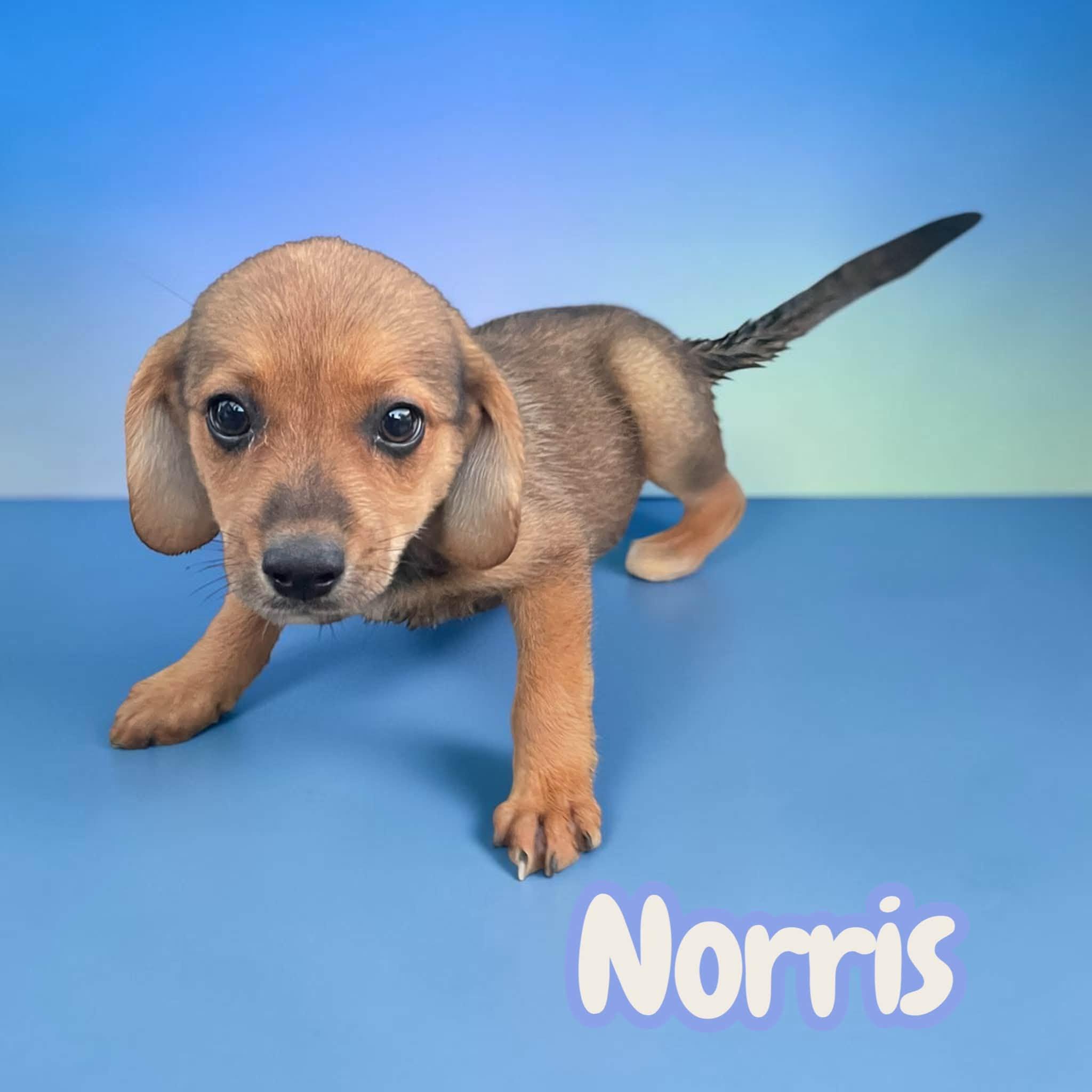 Enlarge Norris - everyone's best friend, sweet, cuddly, adventurous, a Adoptable mixed breed in Greeneville, TN image 3/3
