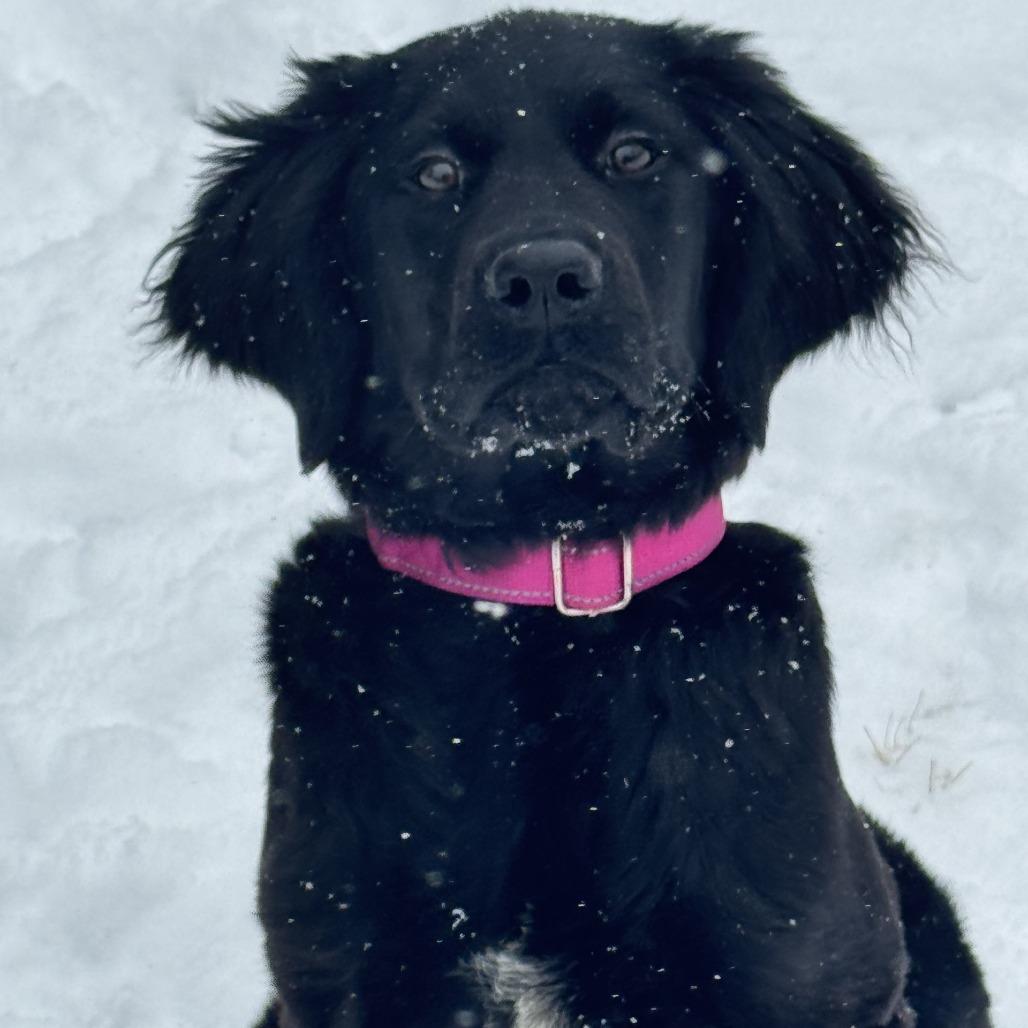 Enlarge Harper, a Adoptable mixed breed in Pittsford, VT image 1/3