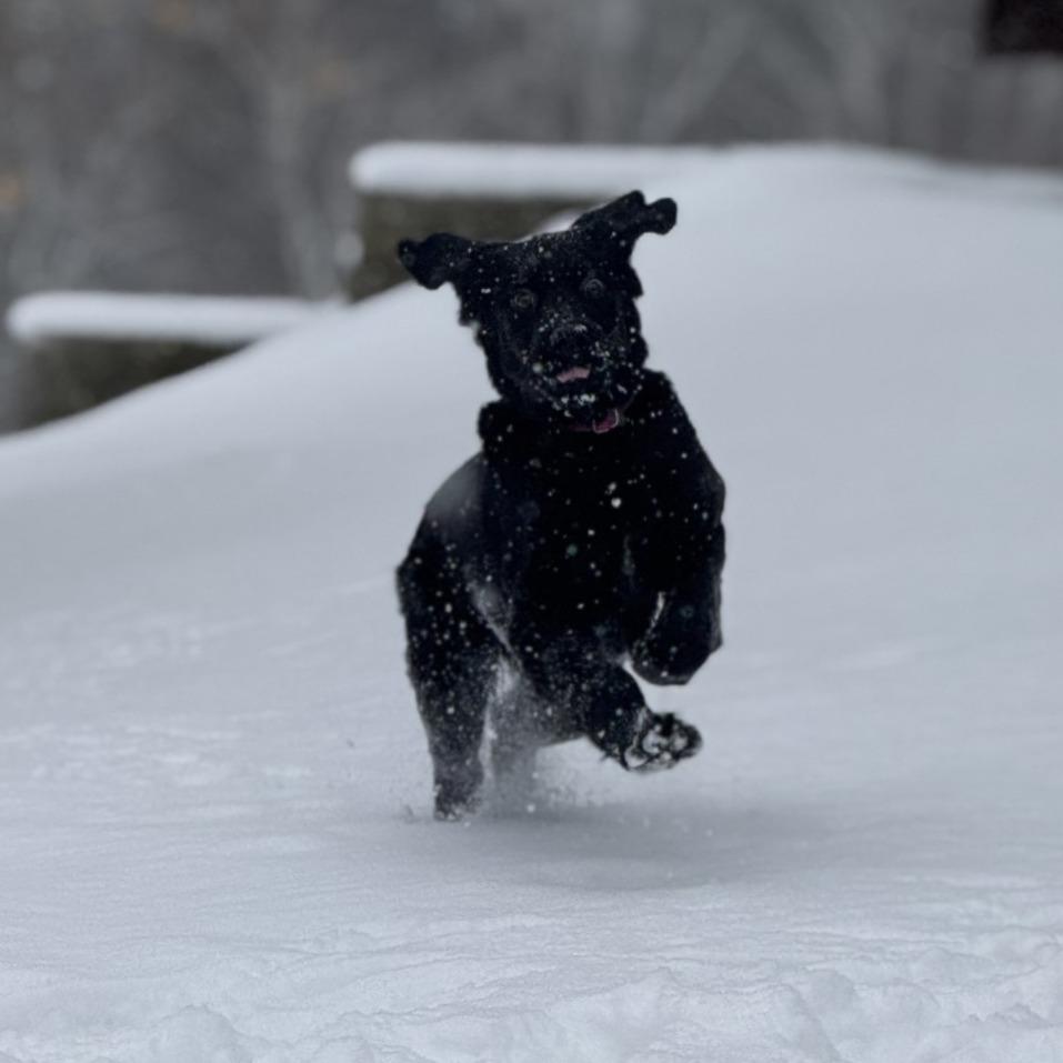 Enlarge Harper, a Adoptable mixed breed in Pittsford, VT image 2/3