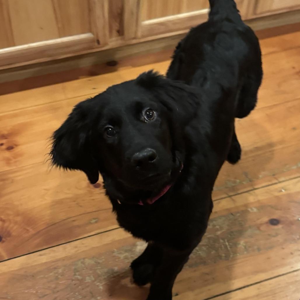 Enlarge Harper, a Adoptable mixed breed in Pittsford, VT image 3/3