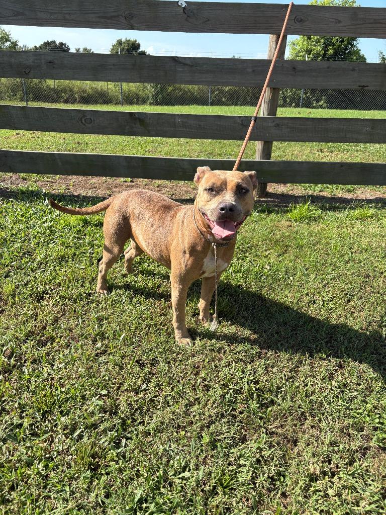 Mouse, Adoptable, Young Female Pit Bull Terrier.