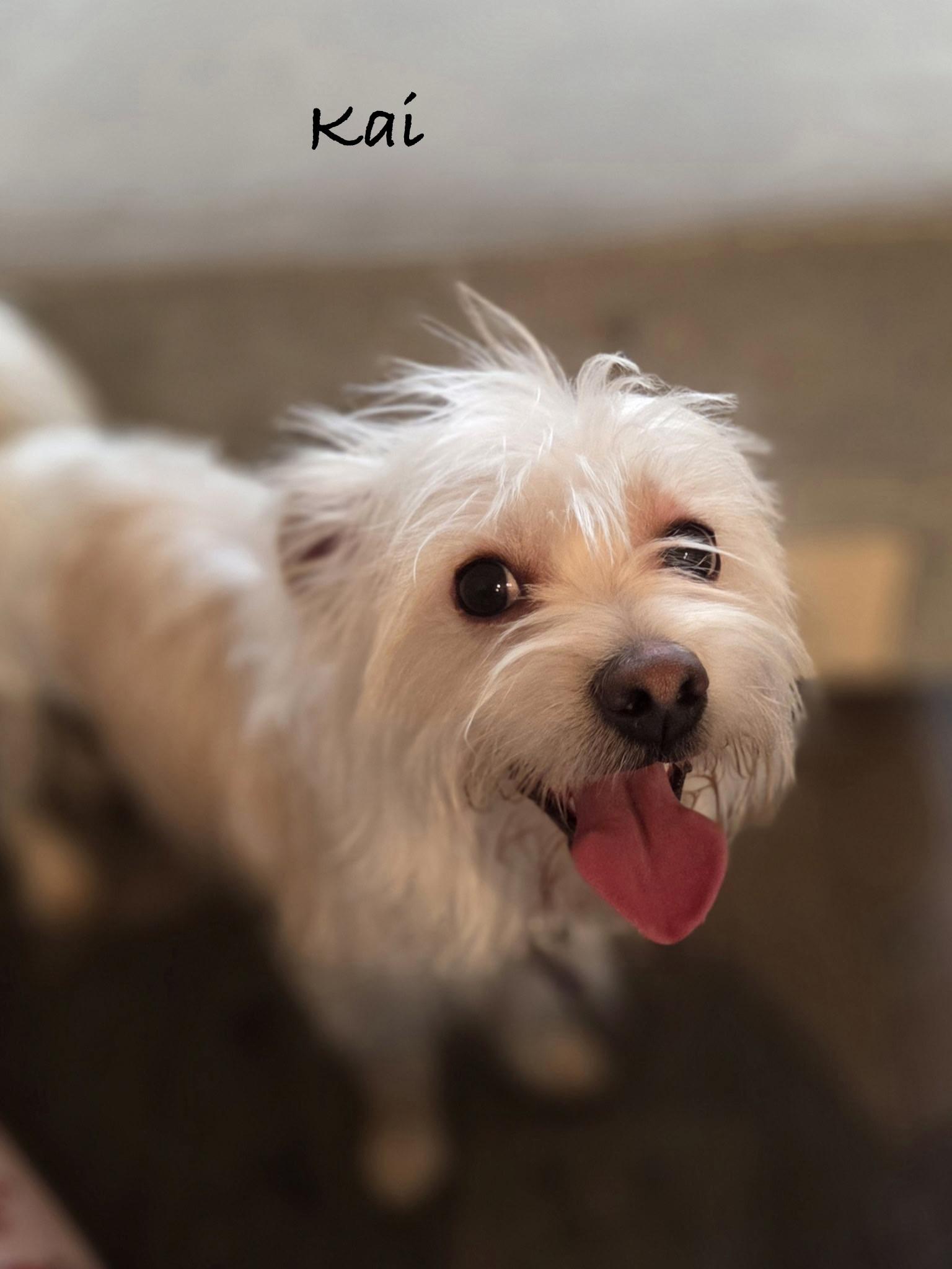 Kai, ADOPTABLE, Young Male Maltese.