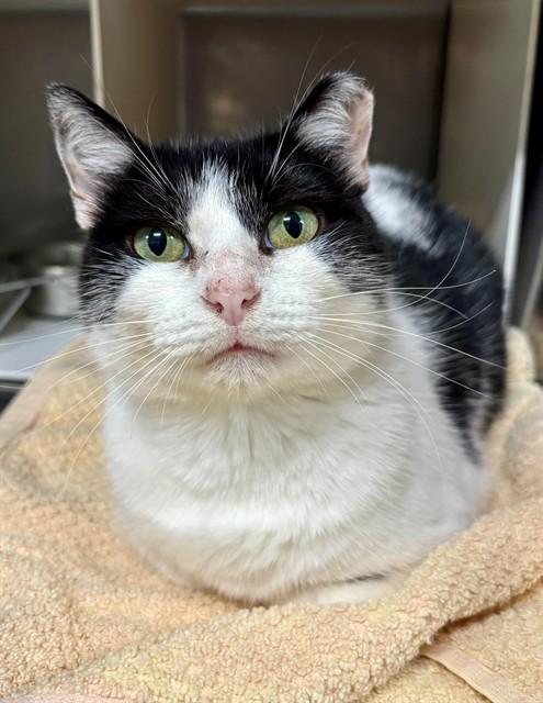Enlarge ALLIE, a Adoptable Domestic Short Hair in York, SC image 1/1