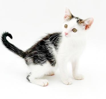 Enlarge Paisley is so pretty petite poofy and SUPER SWEET, a Adoptable mixed breed in Bedford Hills, NY image 5/5