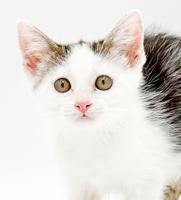 Enlarge Paisley is so pretty petite poofy and SUPER SWEET, a Adoptable mixed breed in Bedford Hills, NY image 4/5