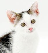 Enlarge Paisley is so pretty petite poofy and SUPER SWEET, a Adoptable mixed breed in Bedford Hills, NY image 1/5