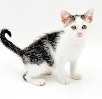 Enlarge Paisley is so pretty petite poofy and SUPER SWEET, a Adoptable mixed breed in Bedford Hills, NY image 2/5