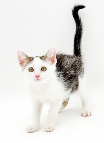 Enlarge Paisley is so pretty petite poofy and SUPER SWEET, a Adoptable mixed breed in Bedford Hills, NY image 3/5