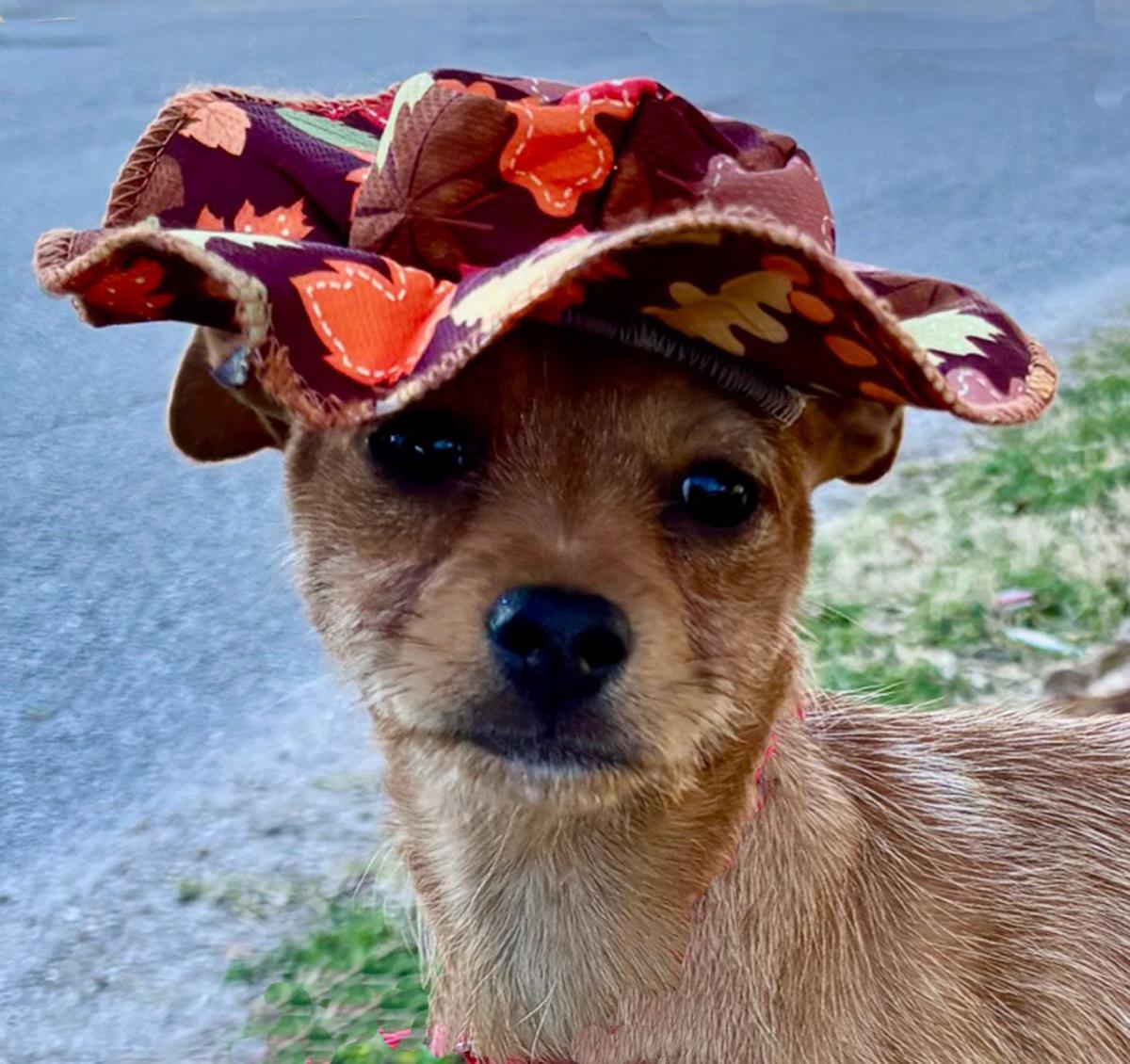 Happy HAILEY - Little Chi/Terrier Luv Bug!