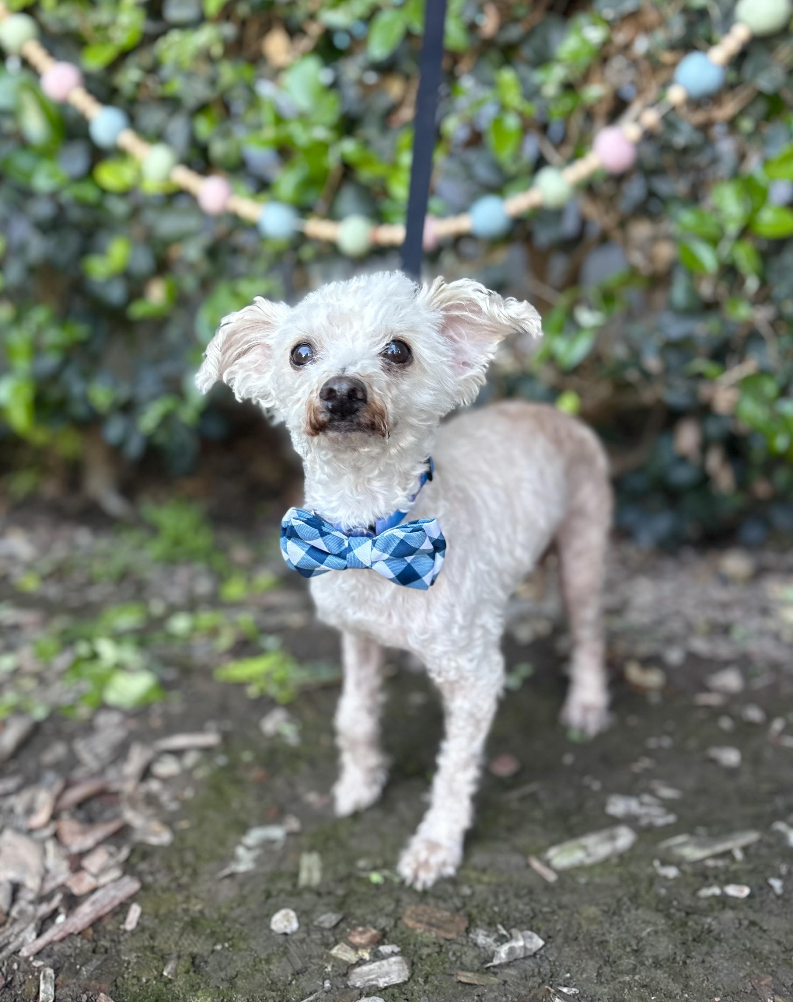 Enlarge Mr. Miyagi, a ADOPTABLE mixed breed in South El Monte, CA image 2/6