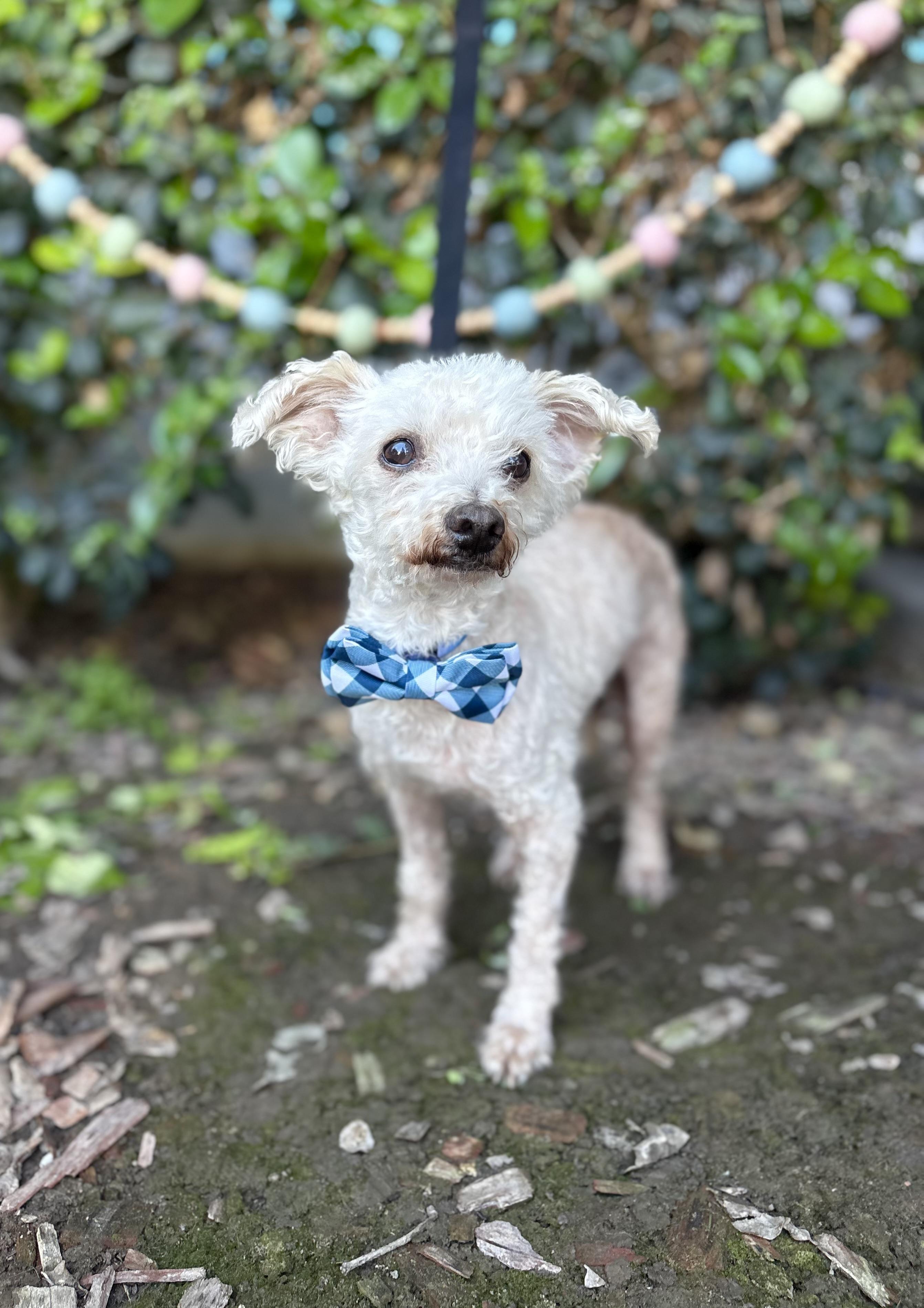 Enlarge Mr. Miyagi, a ADOPTABLE mixed breed in South El Monte, CA image 4/6