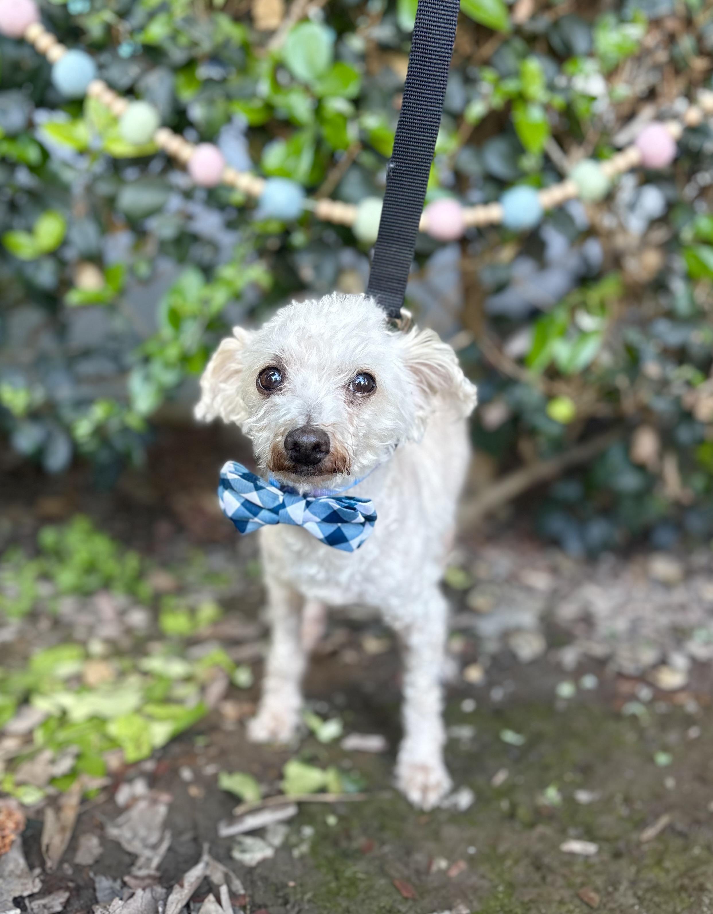 Enlarge Mr. Miyagi, a ADOPTABLE mixed breed in South El Monte, CA image 6/6