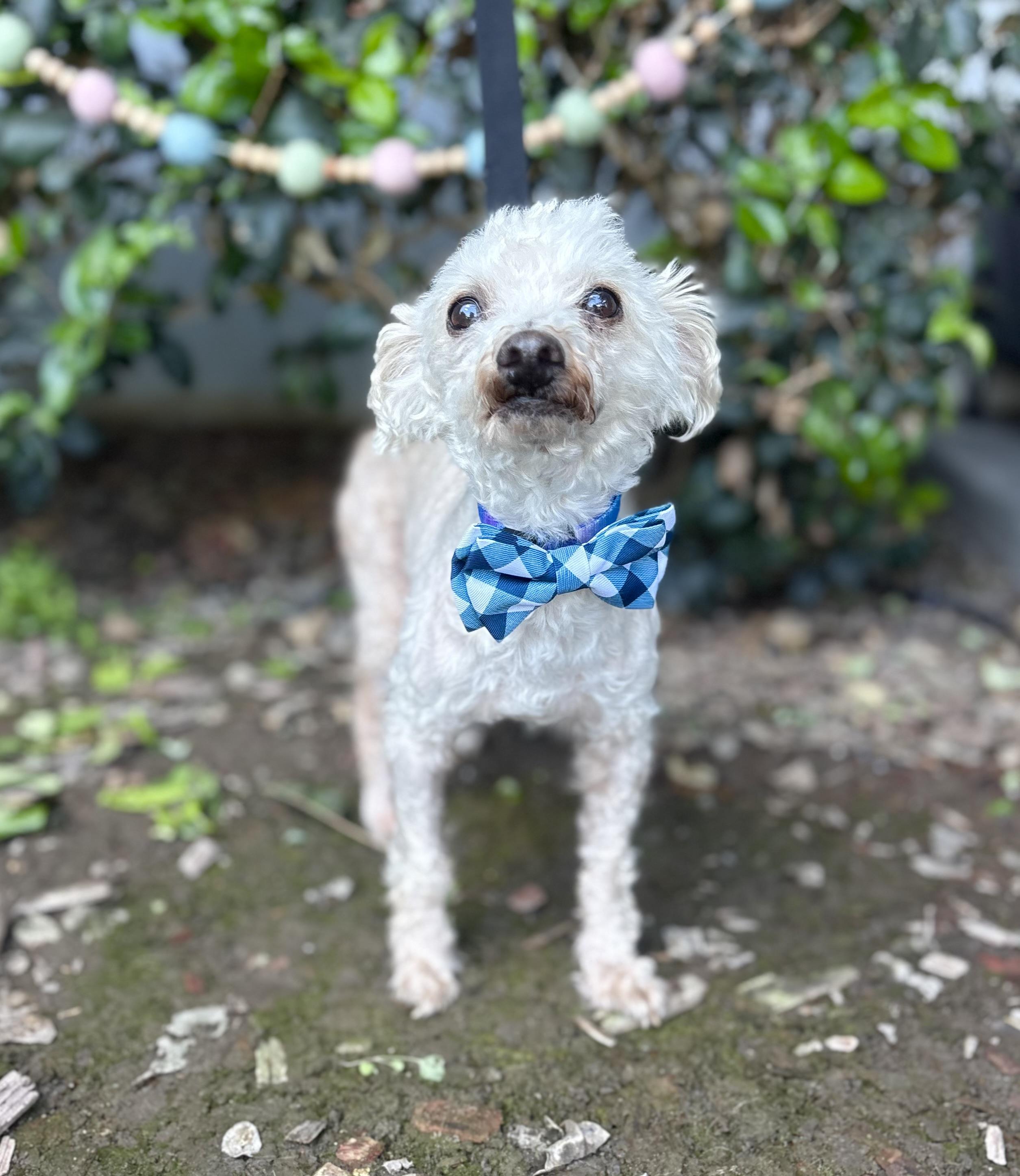 Enlarge Mr. Miyagi, a ADOPTABLE mixed breed in South El Monte, CA image 5/6