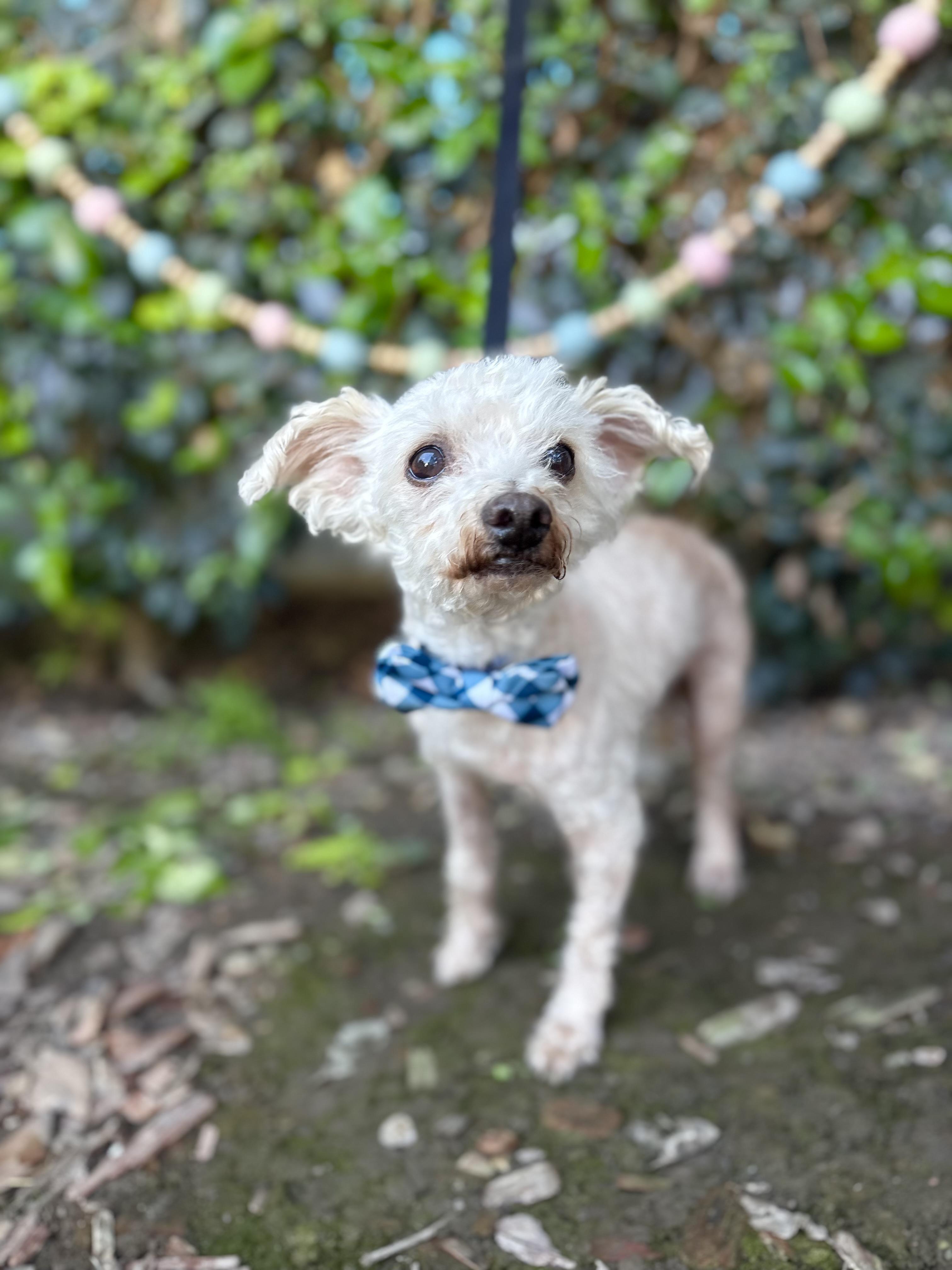 Enlarge Mr. Miyagi, a ADOPTABLE mixed breed in South El Monte, CA image 3/6