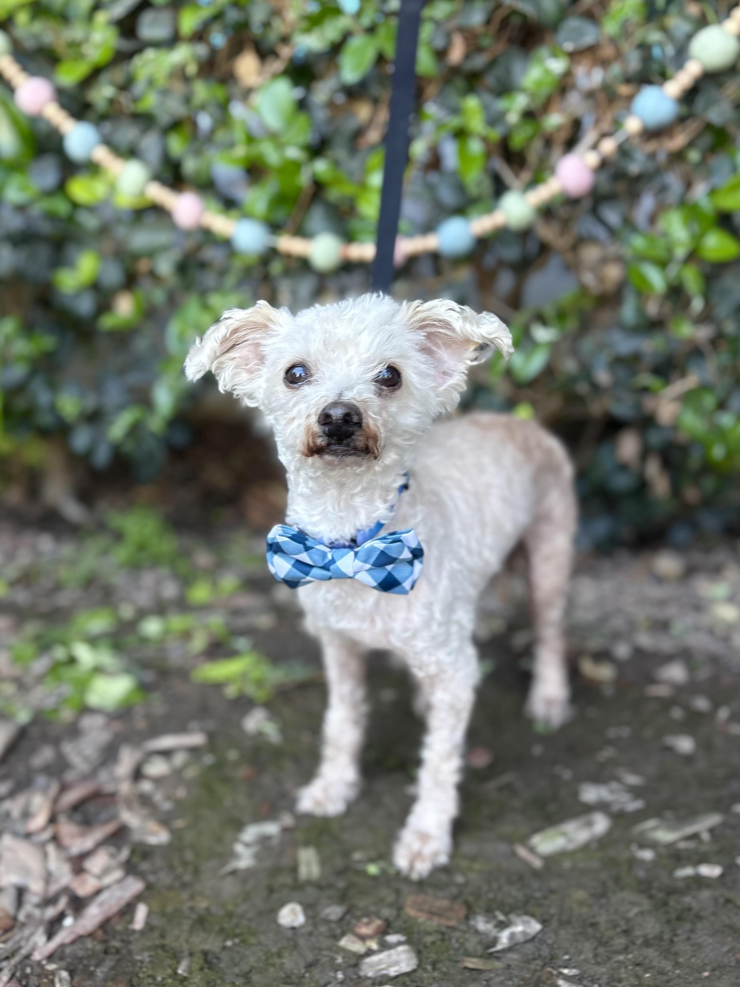 Mr. Miyagi, ADOPTABLE, Senior Male Maltipoo.