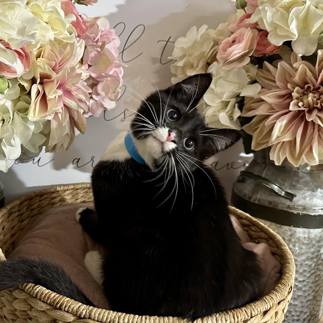 Clay, a Adoptable mixed breed in Newberg, OR image 1/2