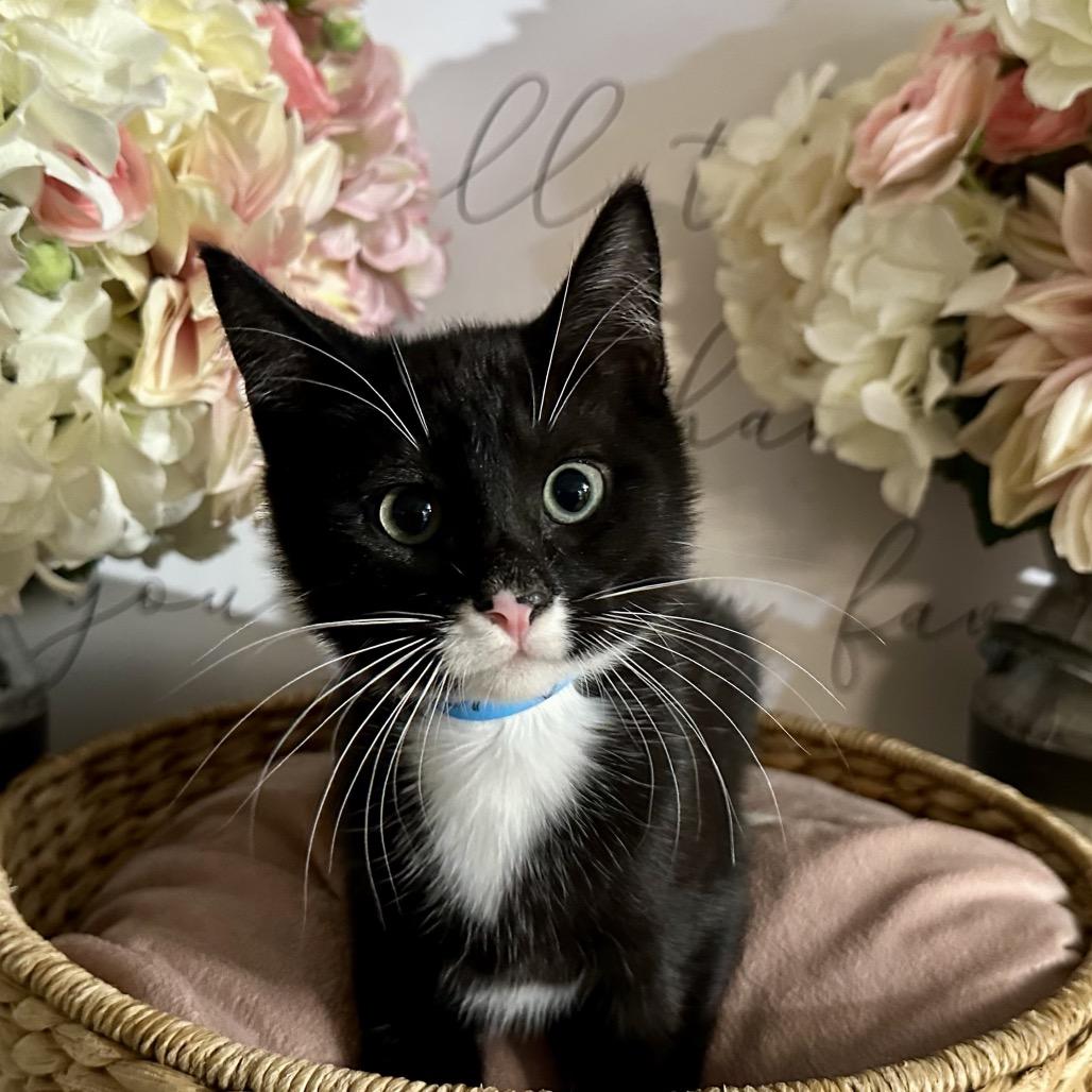 Clay, a Adoptable mixed breed in Newberg, OR image 2/2