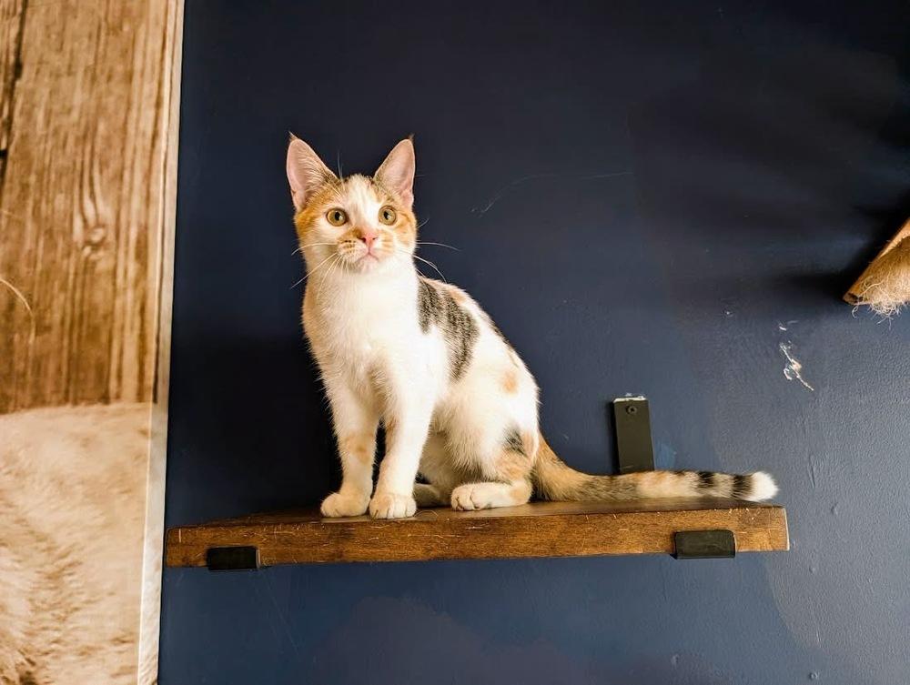Enlarge Misty, a Adoptable Domestic Short Hair in Lewisburg, PA image 1/6