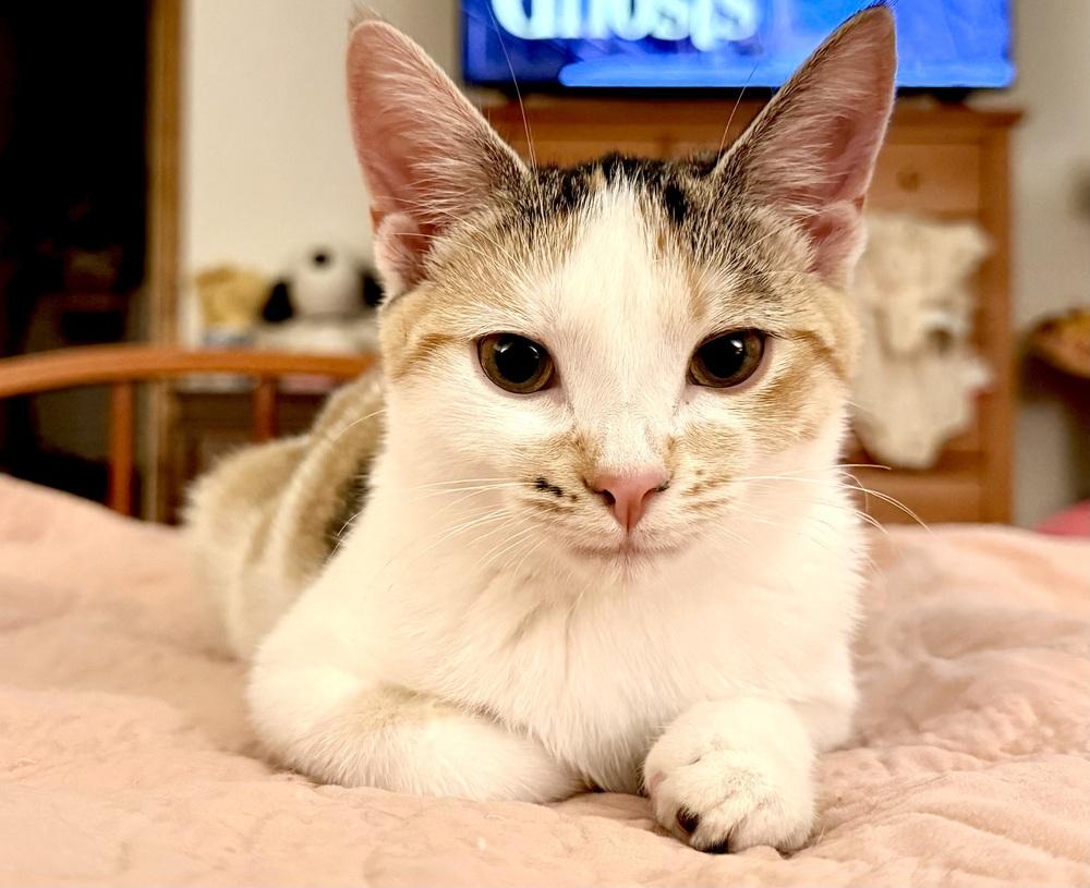 Enlarge Misty, a Adoptable Domestic Short Hair in Lewisburg, PA image 2/6