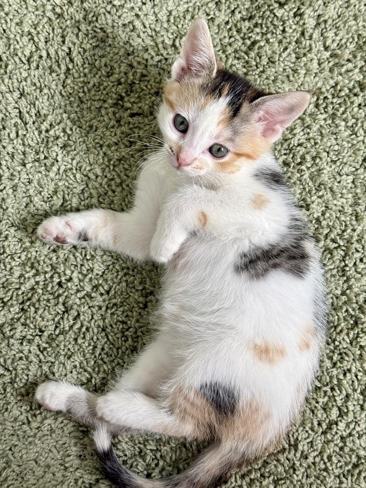 Enlarge Misty, a Adoptable Domestic Short Hair in Lewisburg, PA image 3/6