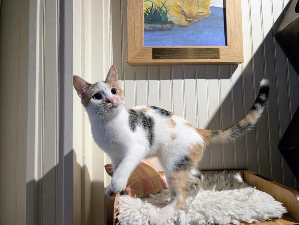 Enlarge Misty, a Adoptable Domestic Short Hair in Lewisburg, PA image 4/6