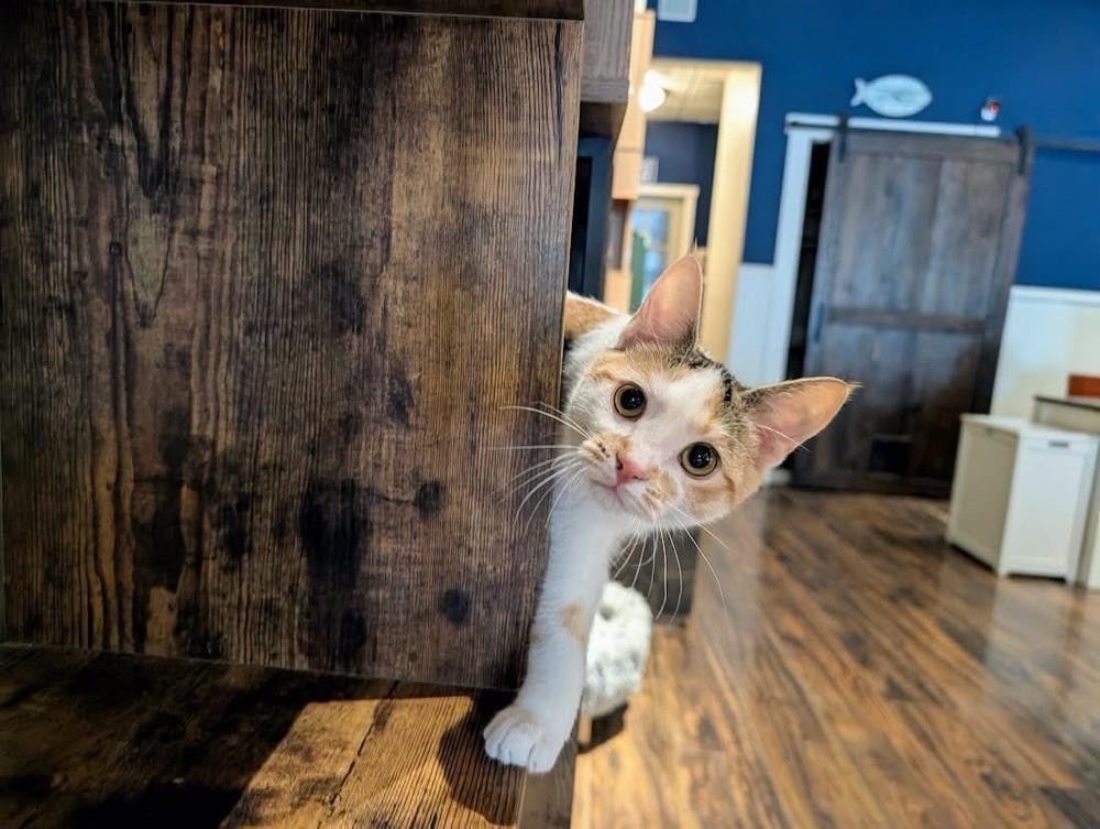Enlarge Misty, a Adoptable Domestic Short Hair in Lewisburg, PA image 5/6