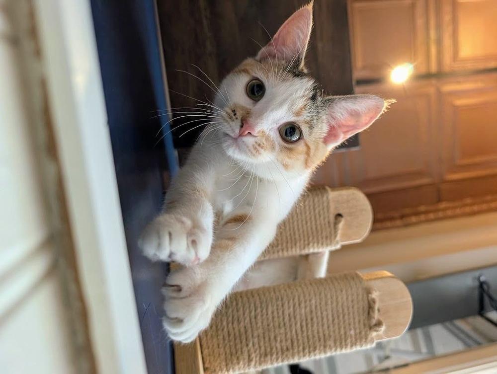 Enlarge Misty, a Adoptable Domestic Short Hair in Lewisburg, PA image 6/6