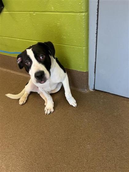 Butters, a Adoptable mixed breed in Wichita, KS image 1/6