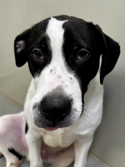 Butters, a Adoptable mixed breed in Wichita, KS image 5/6