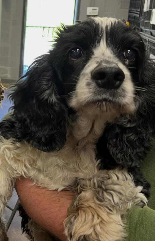 Enlarge Jax, a ADOPTABLE Cocker Spaniel in Fairview Park, OH image 2/2