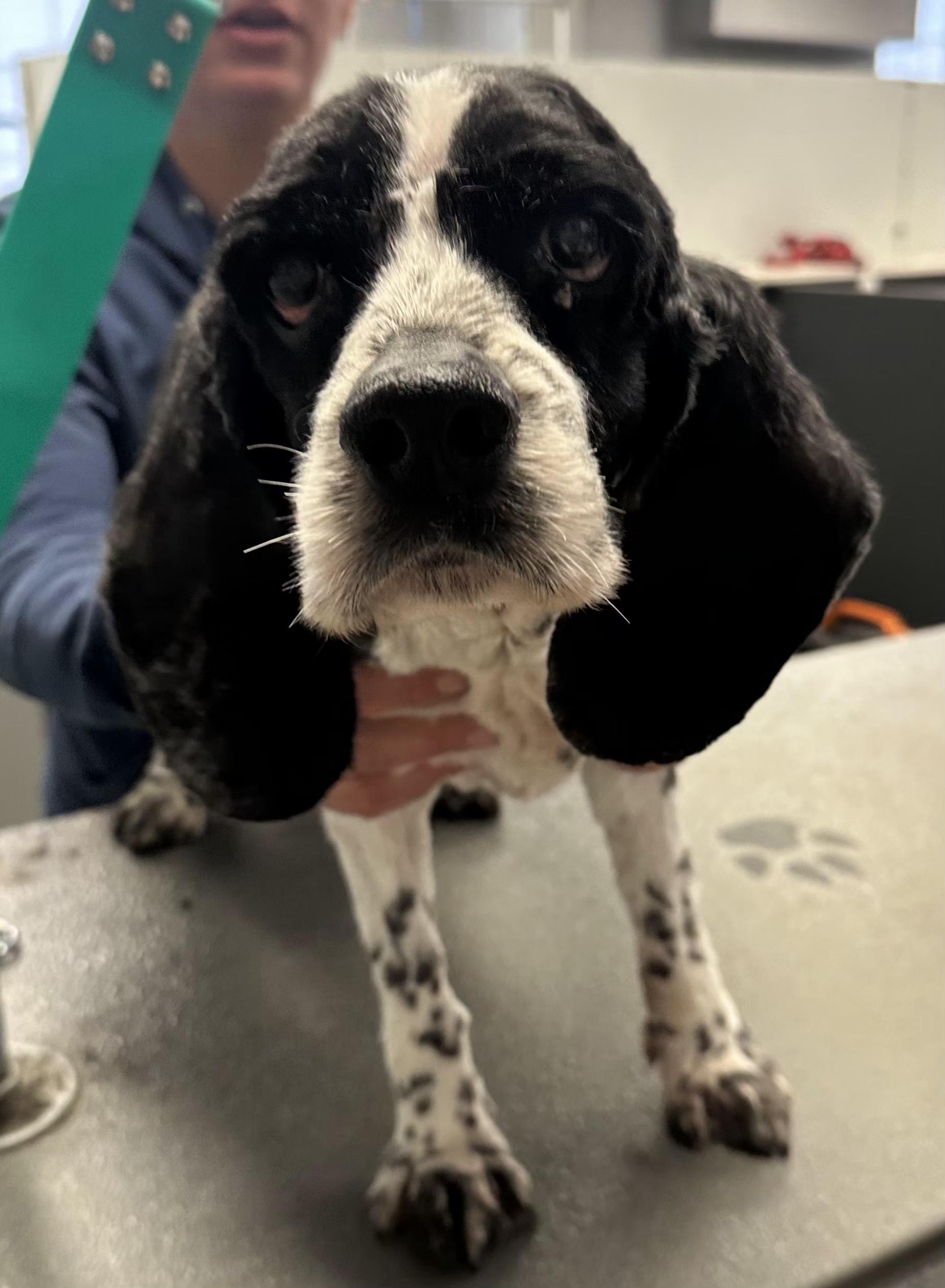 Jax, ADOPTABLE, Senior Male Cocker Spaniel.