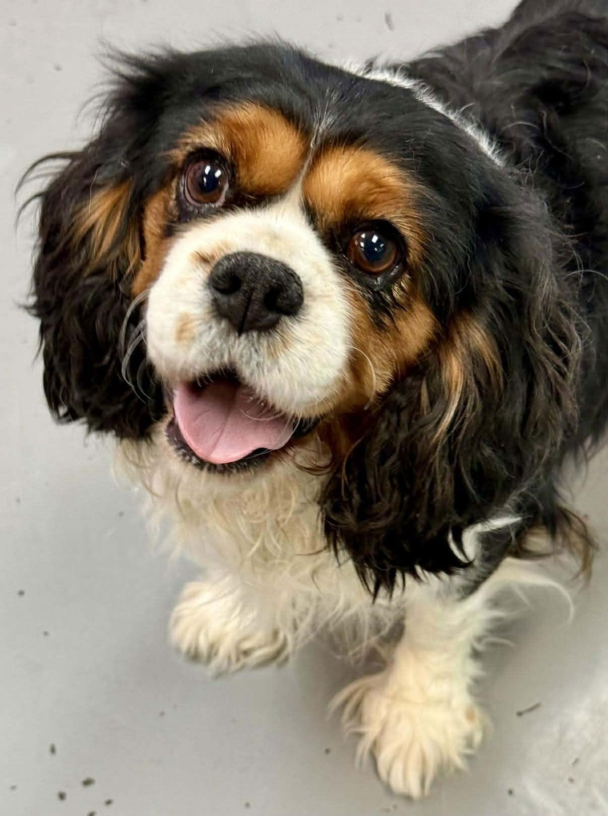 Enlarge Dixie, a Adoptable Cavalier King Charles Spaniel in Lee's Summit, MO image 1/1