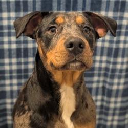 Bluebell, a Adoptable mixed breed in West Point, MS image 1/4
